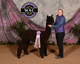alpaca for sale