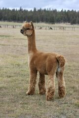 alpaca for sale