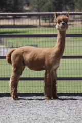 alpaca for sale