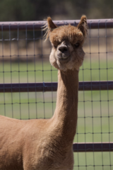 alpaca for sale