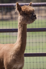 alpaca for sale