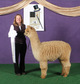 alpaca for sale