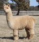 alpaca for sale