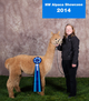 alpaca for sale