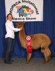 alpaca for sale
