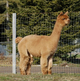 alpaca for sale
