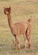 alpaca for sale