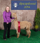 alpaca for sale
