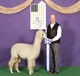 alpaca for sale