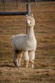 alpaca for sale