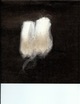 alpaca for sale