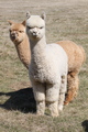 alpaca for sale