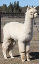 alpaca for sale