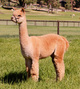 alpaca for sale