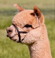 alpaca for sale
