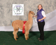 alpaca for sale