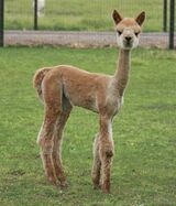alpaca for sale