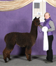 alpaca for sale
