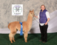 alpaca for sale