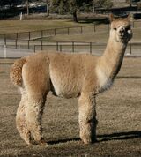 alpaca for sale