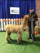 alpaca for sale