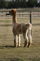 alpaca for sale