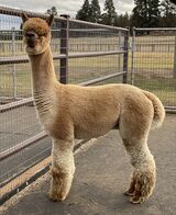 alpaca for sale