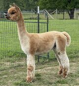 alpaca for sale