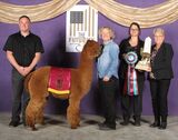 alpaca for sale
