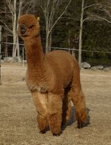 alpaca for sale