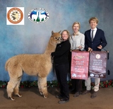 alpaca for sale