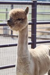 alpaca for sale