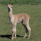 alpaca for sale