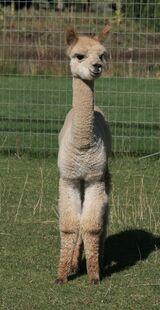 alpaca for sale