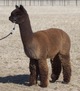 alpaca for sale