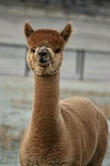 alpaca for sale