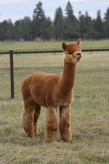 alpaca for sale