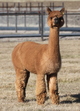 alpaca for sale