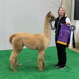 alpaca for sale