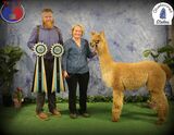 alpaca for sale