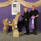 alpaca for sale