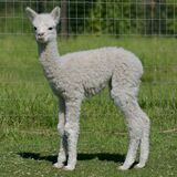 alpaca for sale