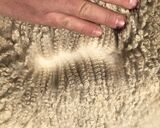 alpaca for sale
