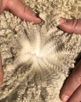 alpaca for sale