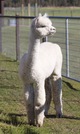 alpaca for sale
