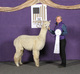 alpaca for sale