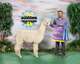 alpaca for sale