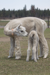 alpaca for sale
