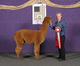 alpaca for sale