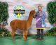 alpaca for sale